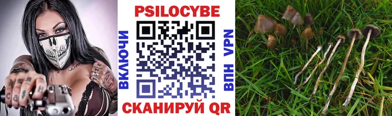 закладка  Куйбышев  Псилоцибиновые грибы GOLDEN TEACHER 